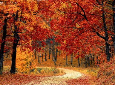 fall-autumn-red-season.jpg